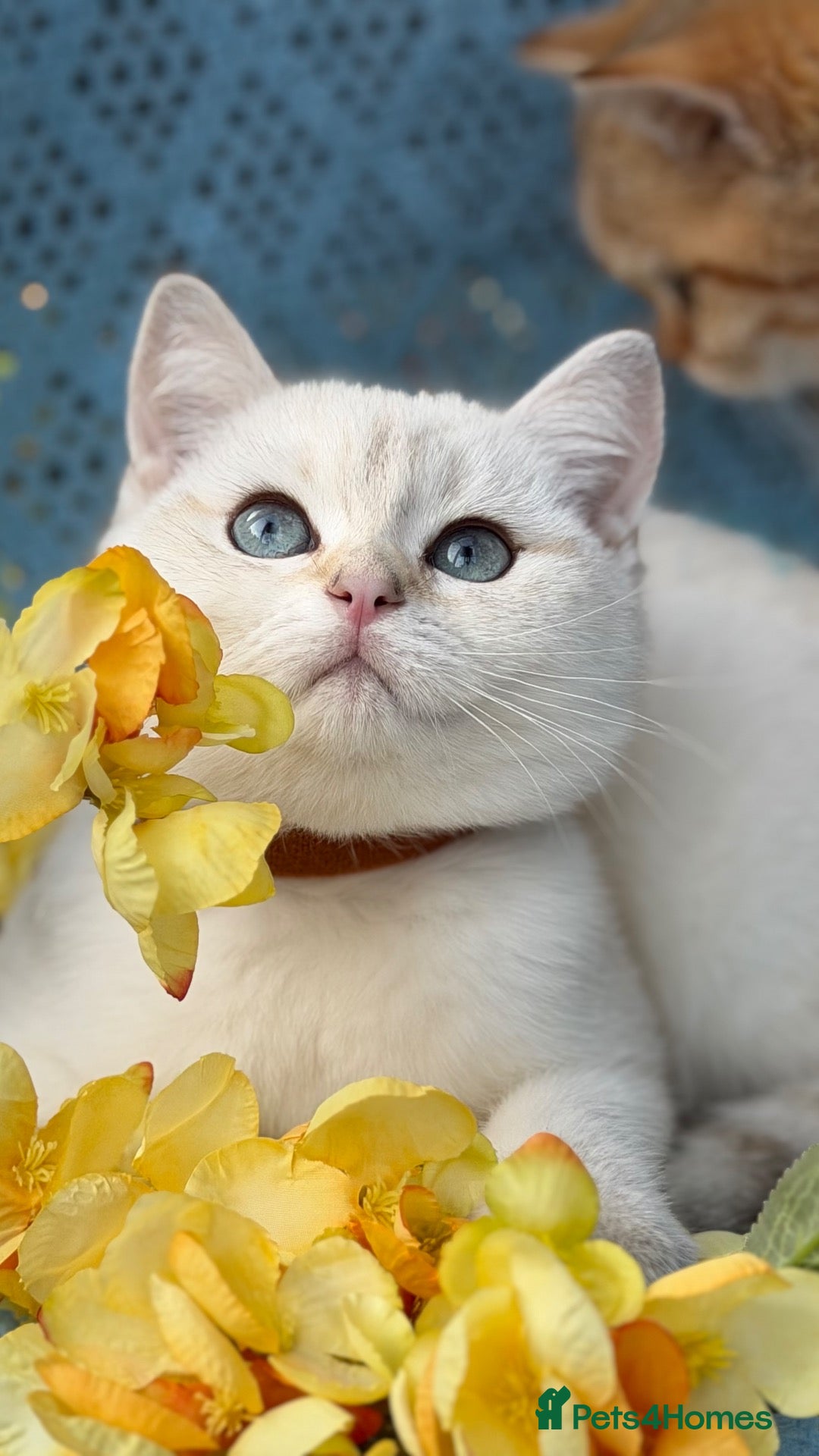 British Shorthair cats British Shorthair blue/odd eyed kittens  - Advert 9