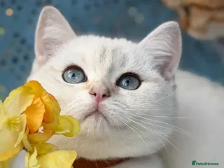 British Shorthair cats British Shorthair blue/odd eyed kittens - Advert 9