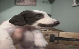 English Springer Spaniel dogs for sale: English working Springer Spaniel puppies for sale  - Image 21