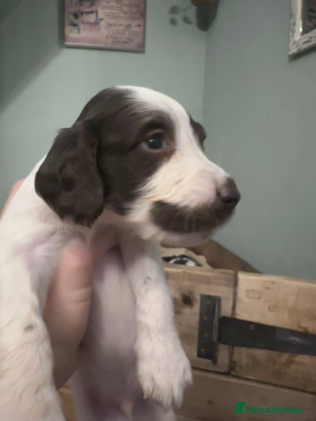English Springer Spaniel dogs for sale: English working Springer Spaniel puppies for sale  - Image 21