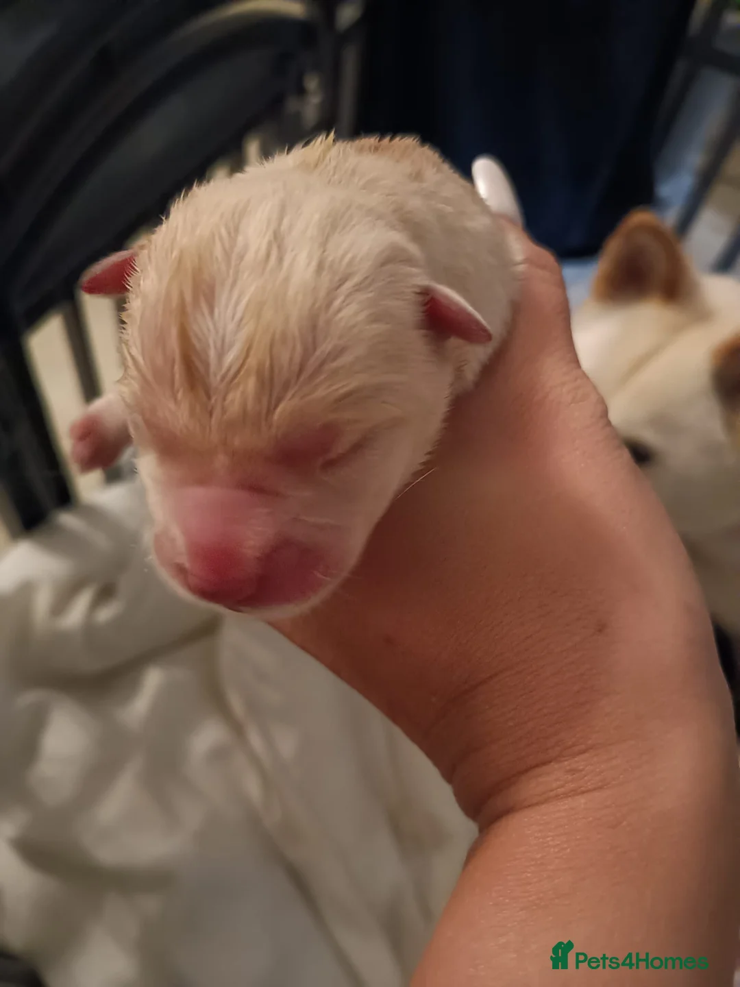 Mixed Breed dogs for sale: adorable male Chowski pup for sale - Advert 17