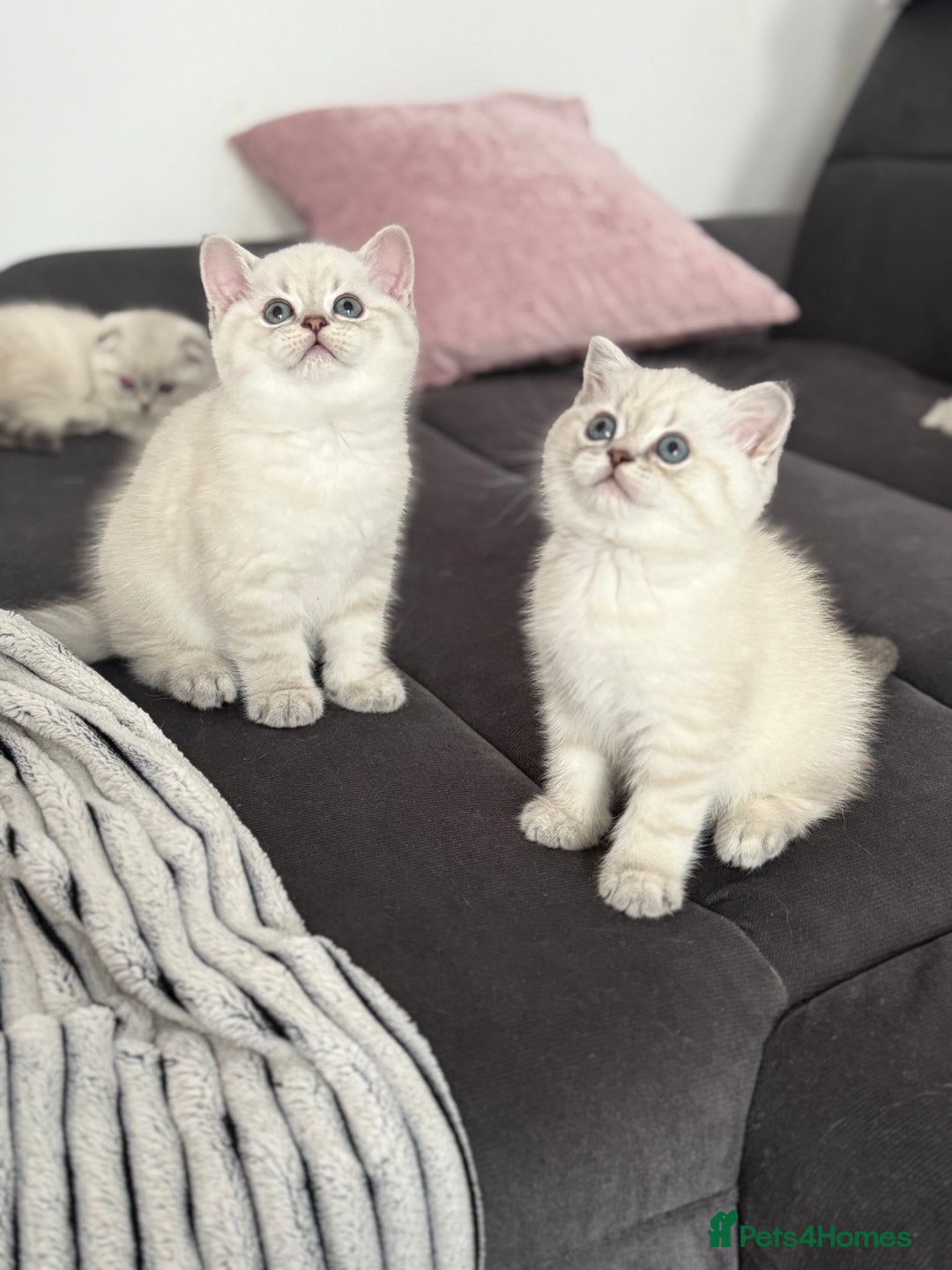 Scottish Fold cats for sale: 😻Stunning Pure breed Scottish fold kittens 😻 - Advert 17