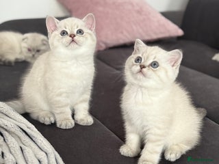 Scottish Fold cats 😻Stunning Pure breed Scottish fold kittens 😻 - Advert 3