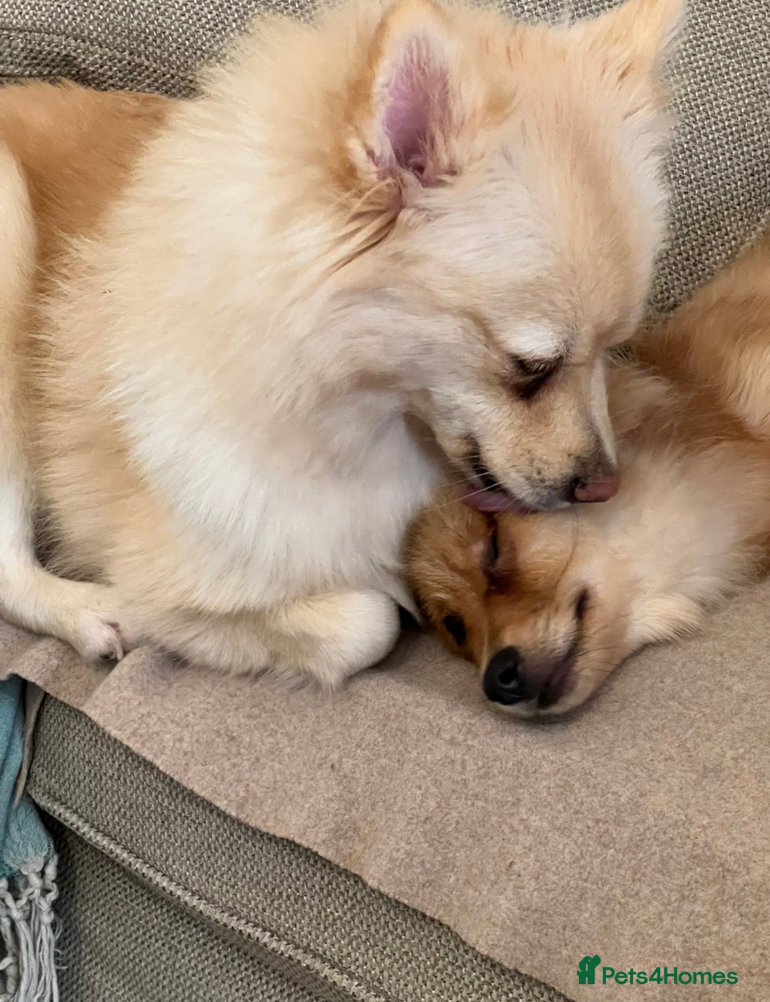 Mixed Breed dogs for sale: Forever Home Wanted  - Advert 1