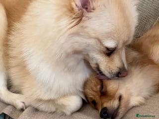 Mixed Breed dogs Forever Home Wanted - Advert 1