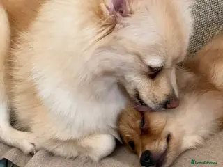 Mixed Breed dogs Forever Home Wanted - Advert 2