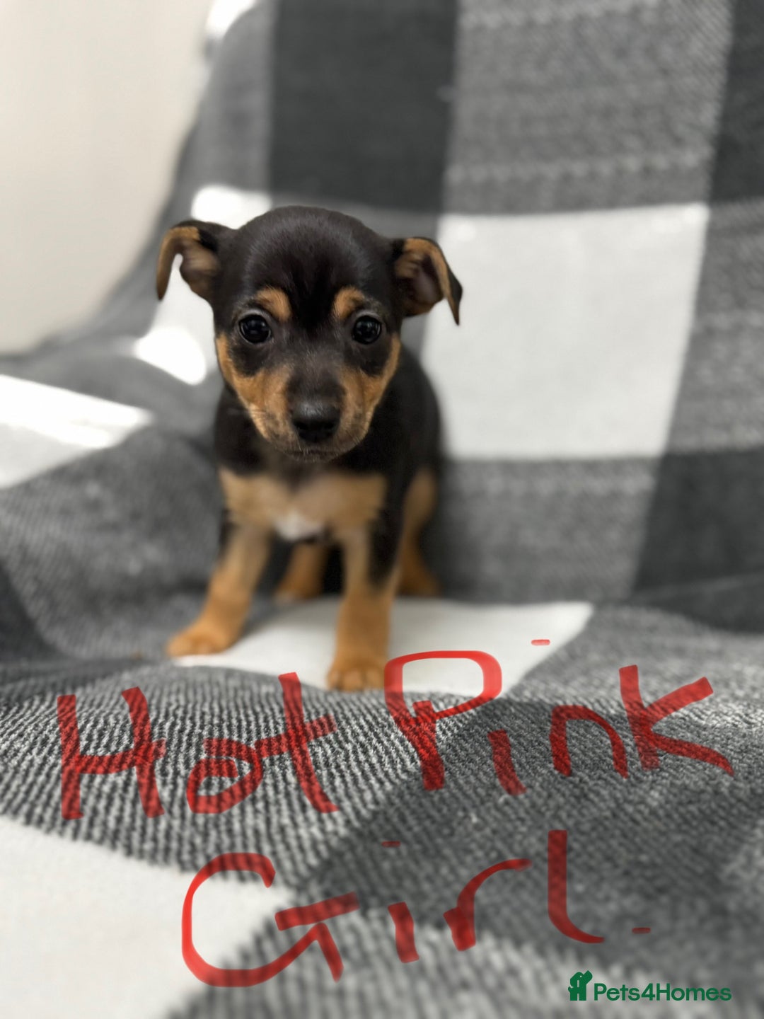 Jack Russell dogs for sale: Stunning black & tan jack Russell’s   - Image 5