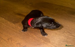 Mixed Breed dogs for sale: Stunning F1 Beddy Whippet Pups — Hearts Will Melt - Advert 14