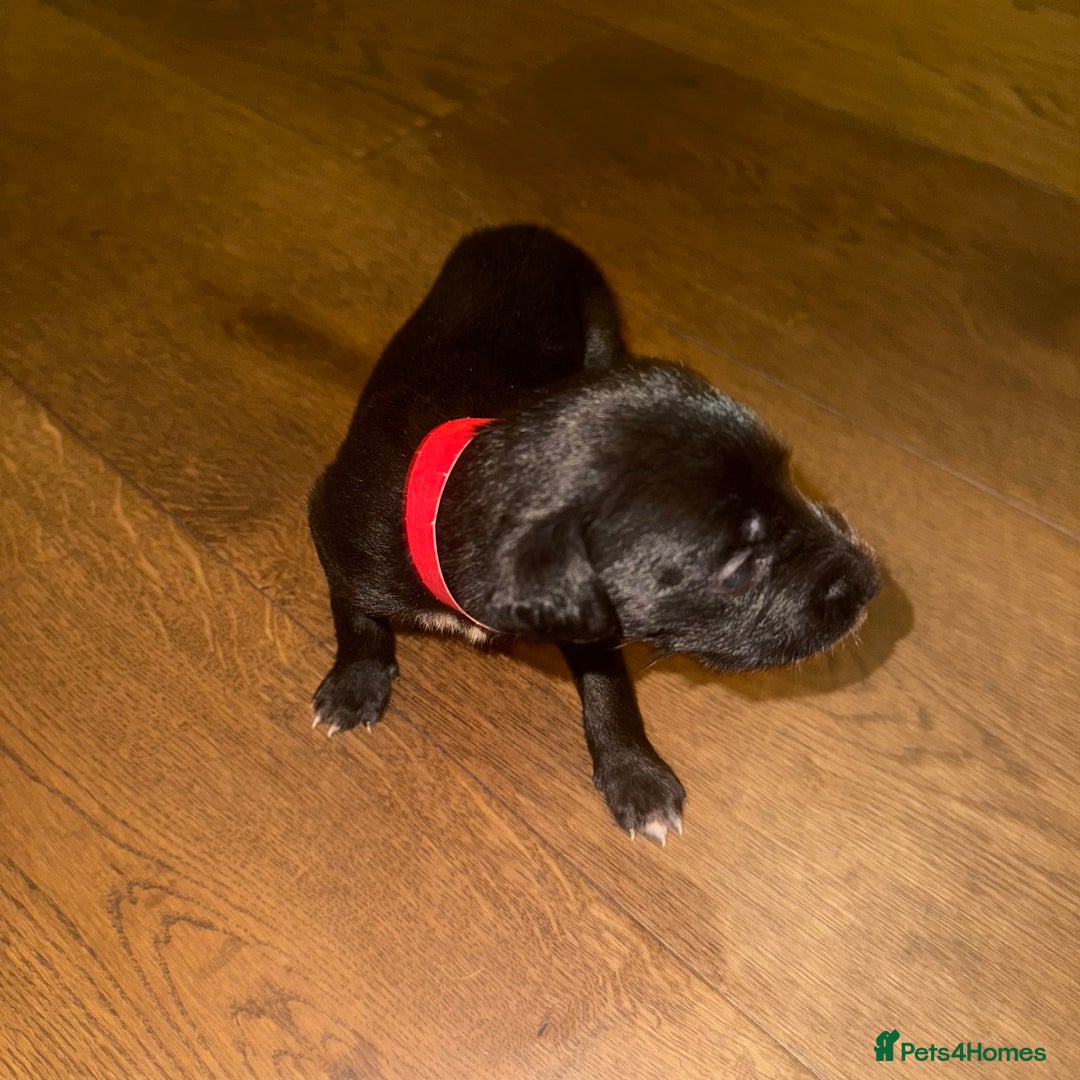 Mixed Breed dogs for sale: Stunning F1 Beddy Whippet Pups — Hearts Will Melt - Advert 14