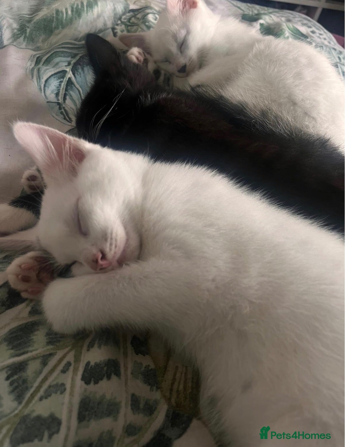 Mixed Breed cats 3 KITTENS FOR SALE - Advert 1