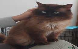 Ragdoll cats for sale: 4 beautiful Ragdolls for sale  - Image 2