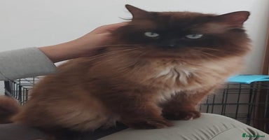 Ragdoll cats - Advert 1