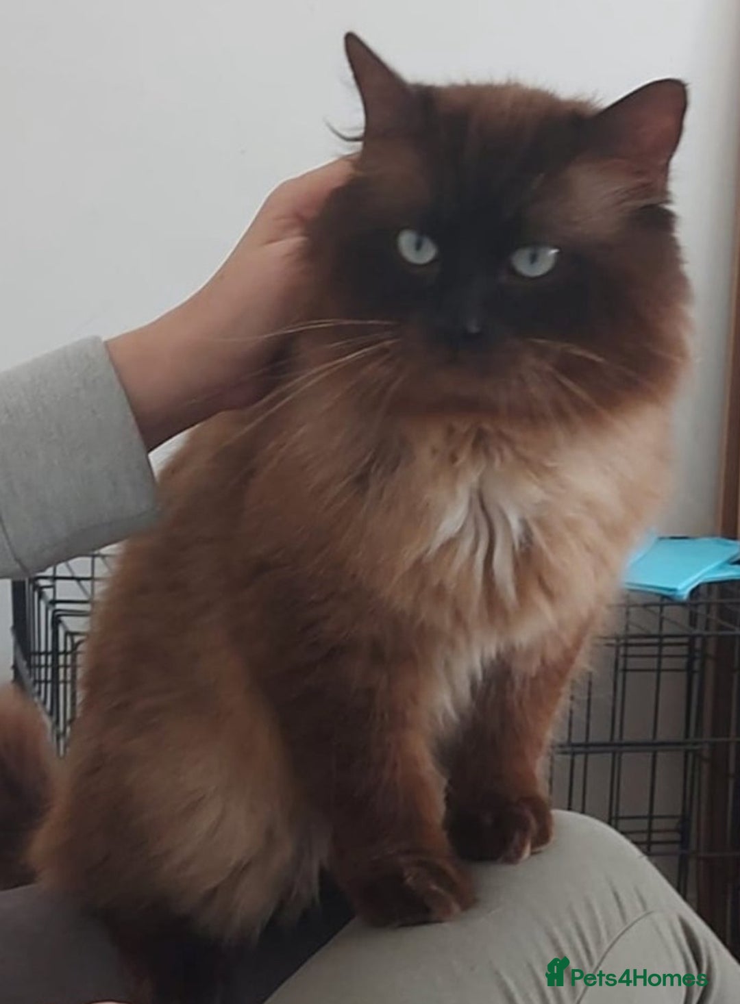 Ragdoll cats for sale: 4 beautiful Ragdolls for sale  - Image 2