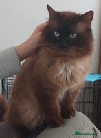 Ragdoll cats - Advert 13