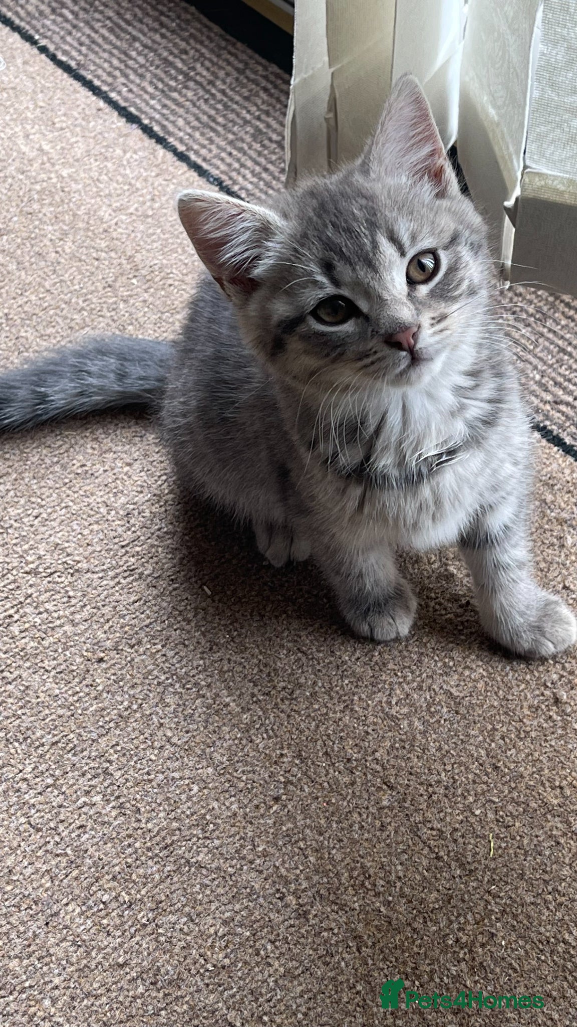 Mixed Breed cats 1 grey girl kitten left  - Advert 13