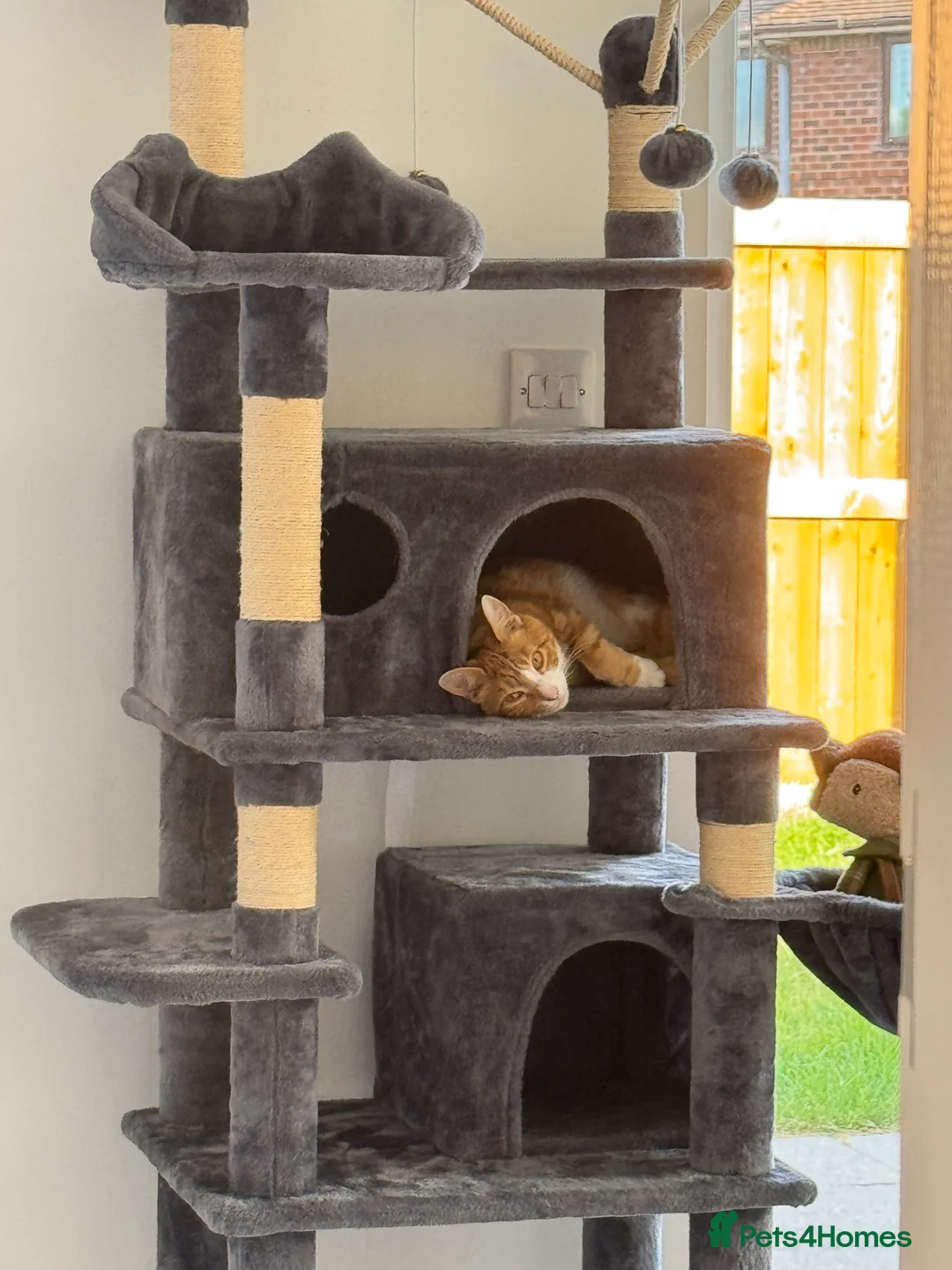 Mixed Breed cats for sale: Marla cat she’s 3 not 2 I can’t change  - Advert 15