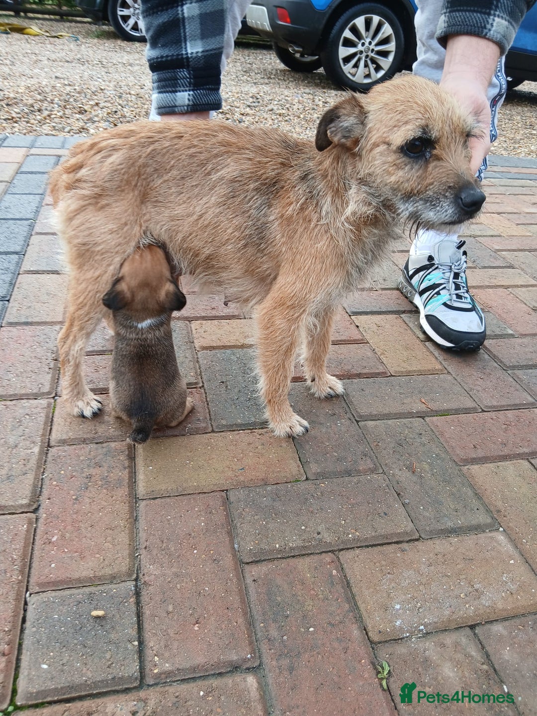 Border Terrier dogs for sale: Stunning border terrier puppies  - Advert 6