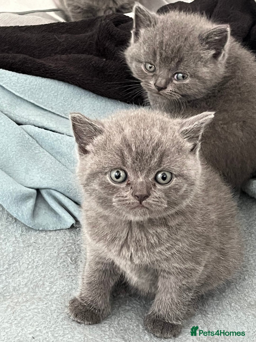 British Shorthair cats for sale: Post to gain interest - Image 5