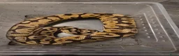 Python Snake reptiles for sale: Male enchi pastel hypo royal python with setup - Advert 5