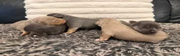 Jack Russell dogs for sale: Health Tested Miniature JR puppies imported lines - Advert 6