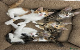 Mixed Breed cats for sale: GORGEOUS KITTENS  - Image 8