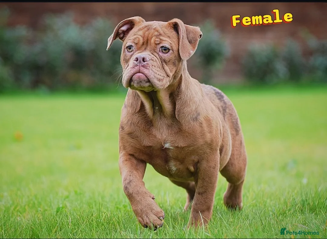 Olde English Bulldogge dogs for sale: 23 years experience 5⭐️Rated licensed  - Advert 2