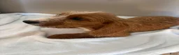 Jackshund dogs for sale: Boy & girl puppies  - Advert 4