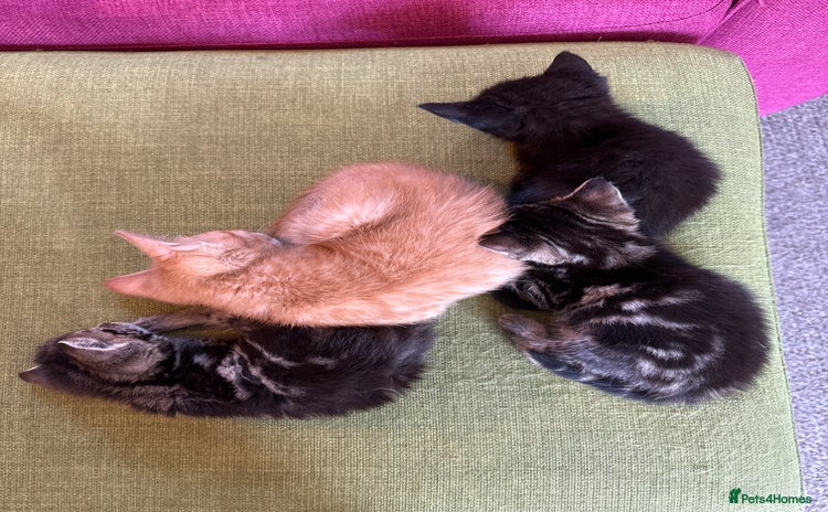 Mixed Breed cats - Advert 3