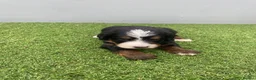 Bernedoodle dogs for sale: Beautiful Tri colour bernedoodle puppies  - Advert 6