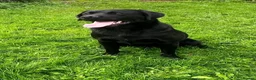 Labrador Retriever dogs for sale: Labrador puppies in Bishop Auckland - Advert 13