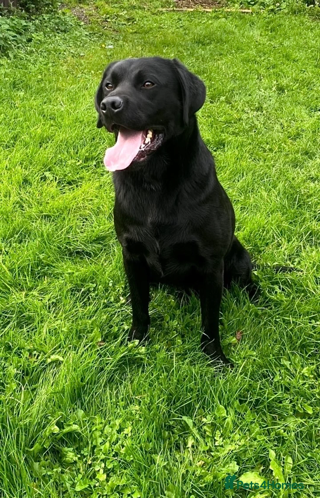 Labrador Retriever dogs for sale: Labrador puppies in Bishop Auckland - Advert 13