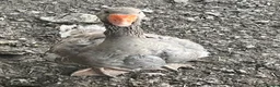 Geese poultry for sale: 5 Embden x Toulouse Geese For Sale - Advert 5