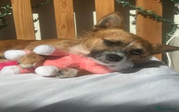 Mixed Breed dogs for sale: Jackawawa 1 year old Hugo - Image 8