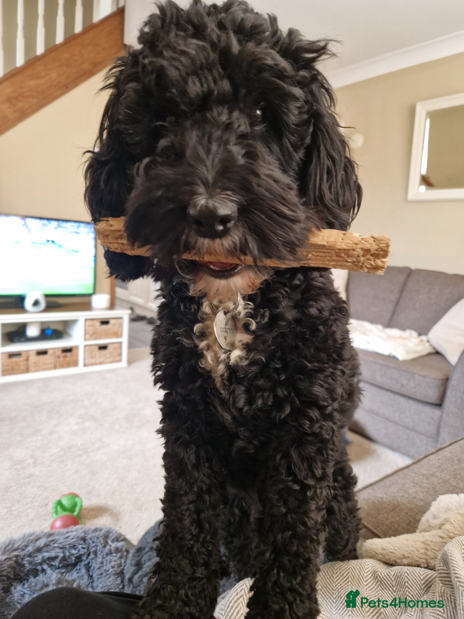 Cockapoo dogs for sale: 2 boys available in Wisbech - Advert 2
