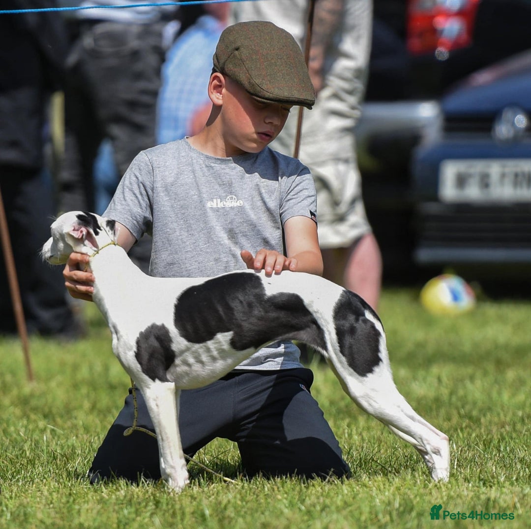 Whippet dogs for sale: Female White & Black Whippet - Advert 6