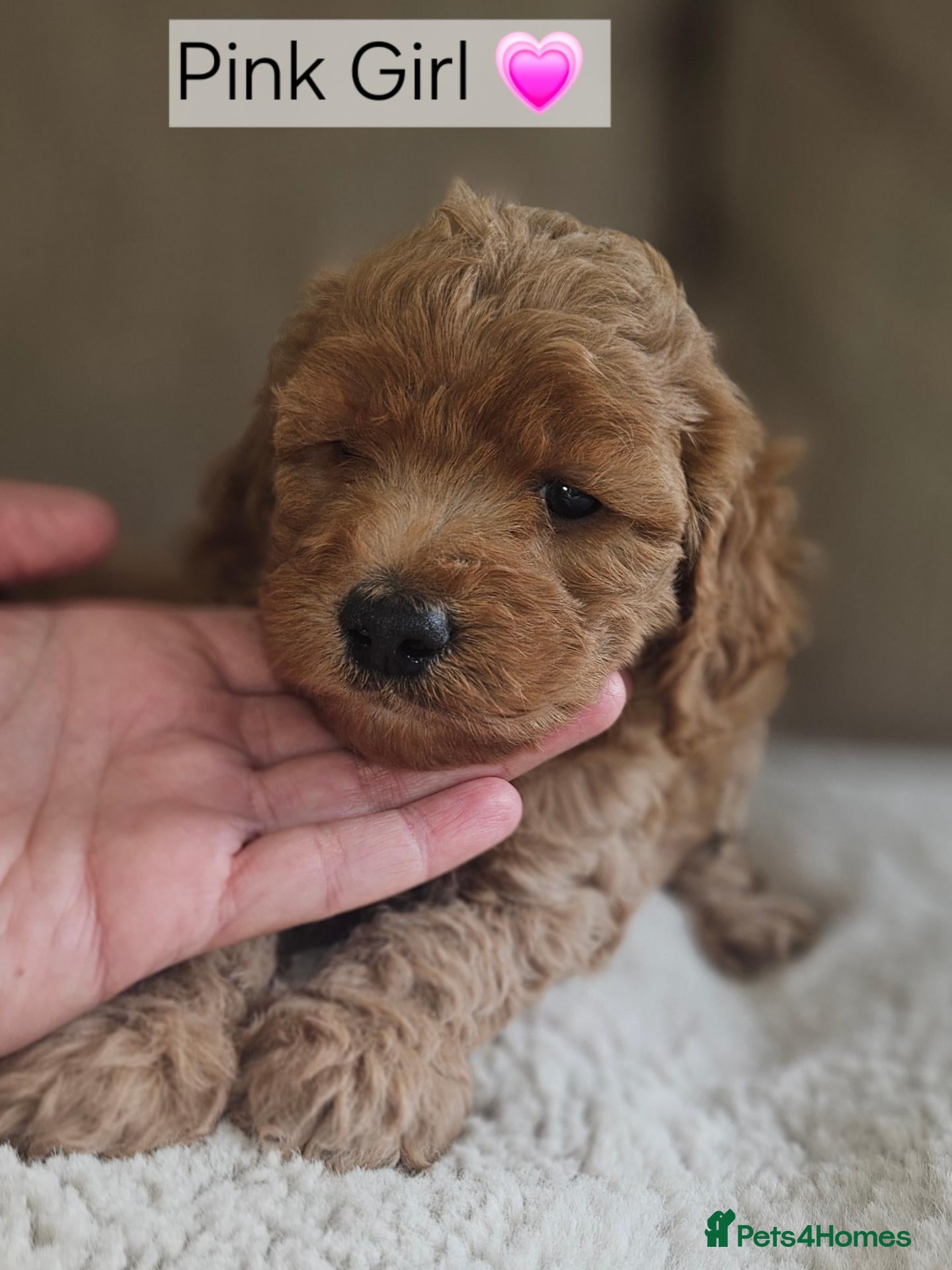 Cockapoo dogs Licenced breeder, red f1b cockapoo litter - Advert 1