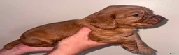 Cocker Spaniel dogs for sale: Cocker spaniel  - Advert 4
