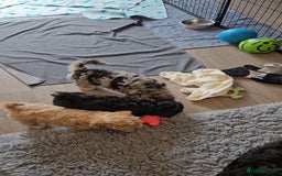 Maltipoo dogs for sale: Beautiful F1 Merle Maltipoo boy - Image 8