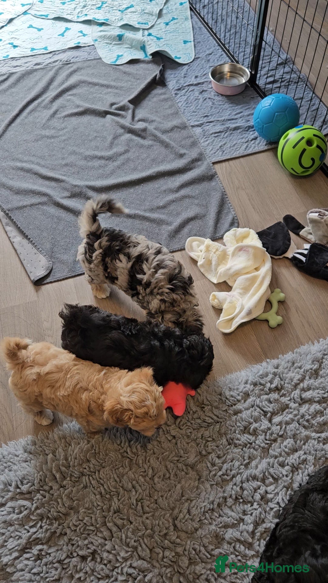 Maltipoo dogs for sale: Beautiful F1 Merle Maltipoo boy - Image 8