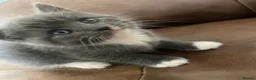 British Shorthair cats for sale: British Blue kittens for sale - Advert 5