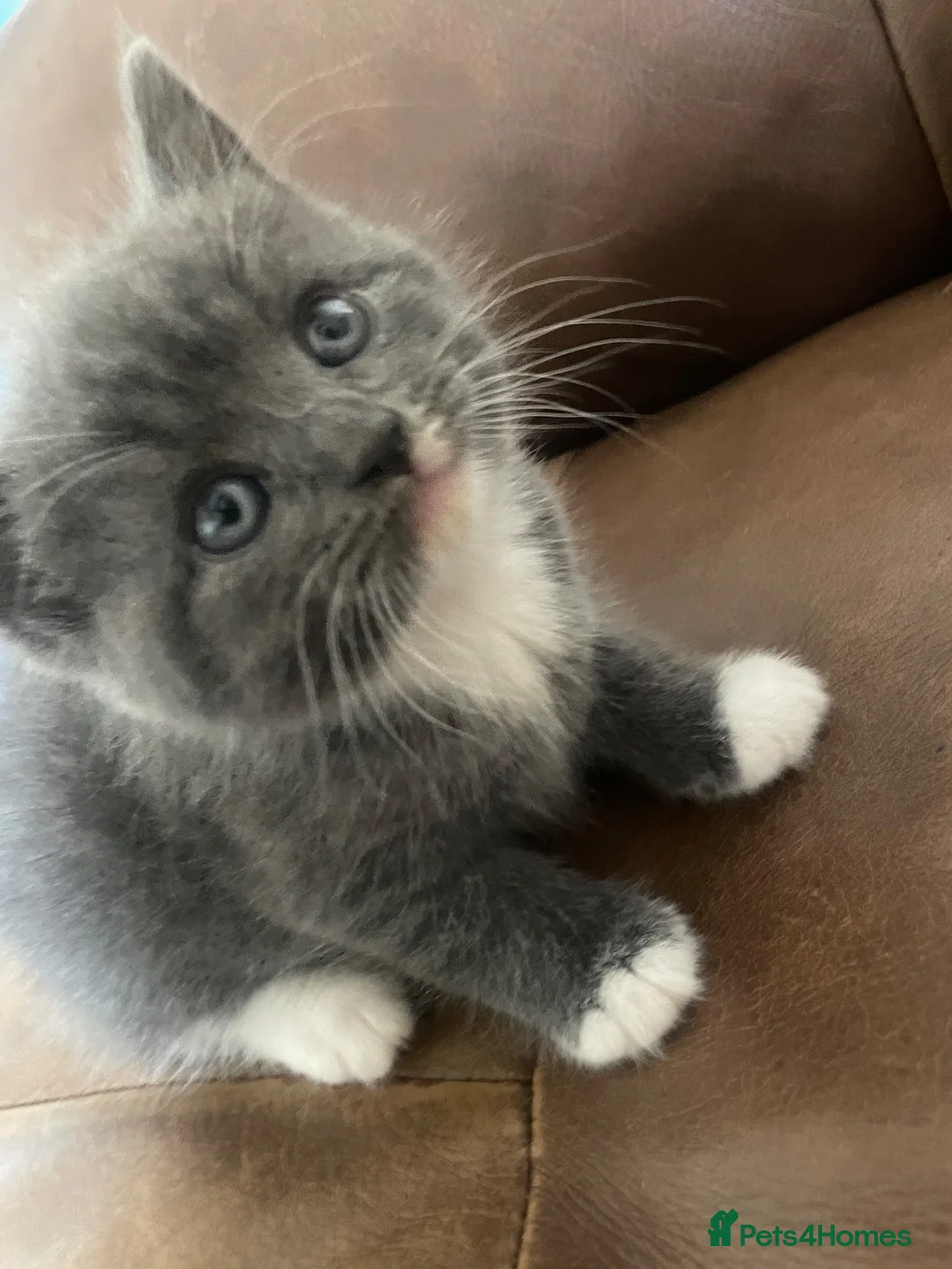 British Shorthair cats for sale: British Blue kittens for sale - Advert 5