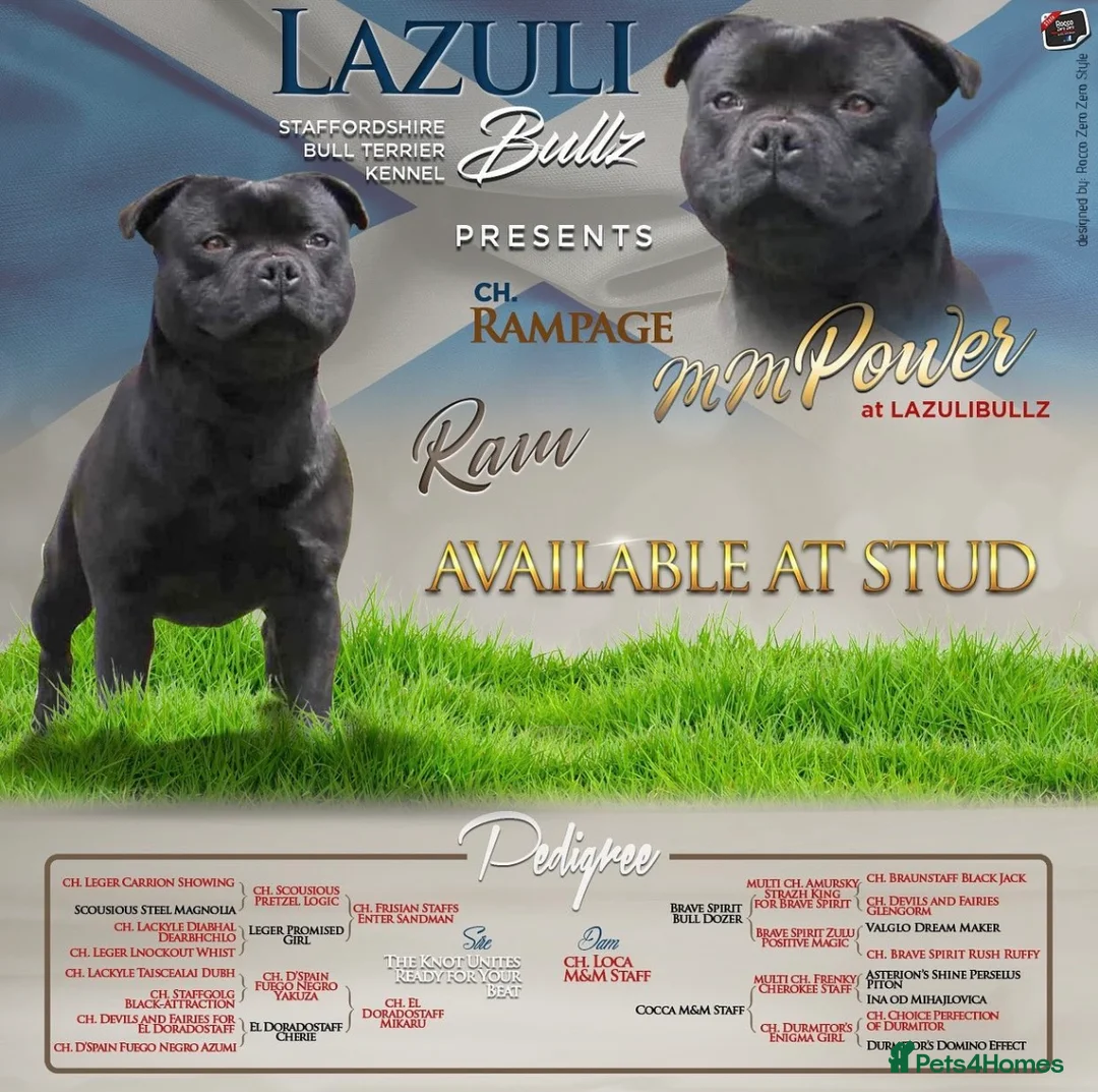Staffordshire Bull Terrier dogs for stud: ULTIMATE BLACK CHAMPION STUD RAMPAGE in Airdrie - Advert 2