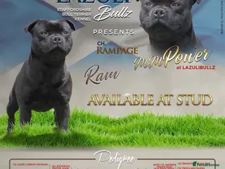 Staffordshire Bull Terrier dogs ULTIMATE BLACK CHAMPION STUD RAMPAGE - Advert 1