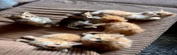 Mixed Breed cats for sale: Ginger and mix colour kittens for sale 🥰 - Advert 2