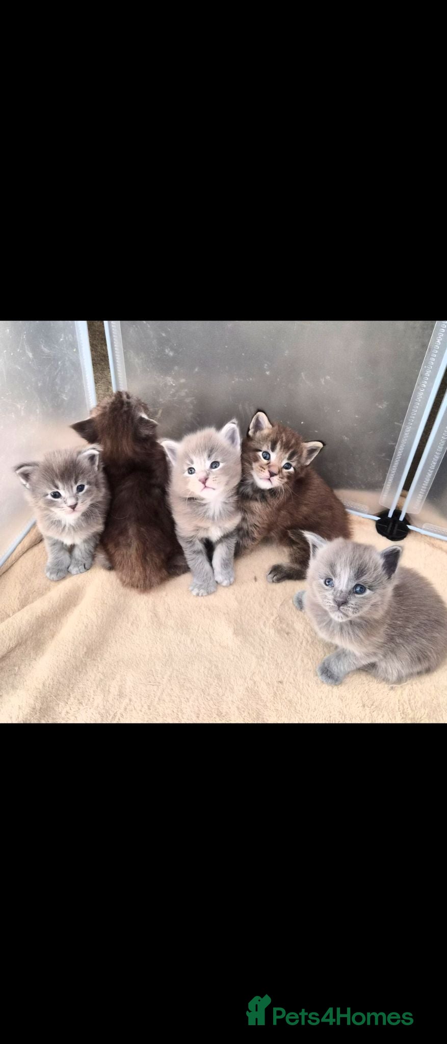 Maine Coon cats Maine coon pedigree kittens  - Advert 4