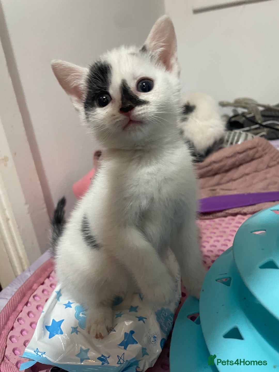 Mixed Breed cats for sale: Ragdoll x babies - Advert 8