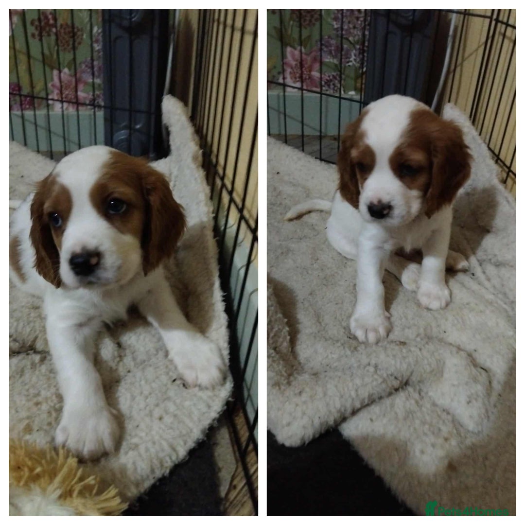 Cockalier dogs for sale: 🐾 Gorgeous Cockerlier Puppies – 3 left!🐾 - Image 4