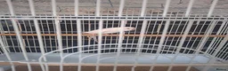 Budgerigars birds for sale: White budgie and cage - Advert 2