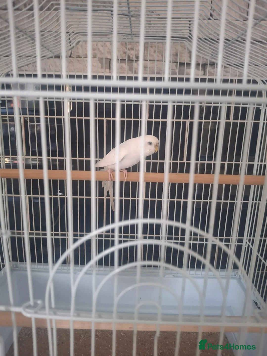 Budgerigars birds for sale: White budgie and cage - Advert 2