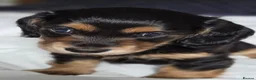 Miniature Dachshund dogs for sale: Black&Tan Puppies Looking for Their Forever Homes! - Advert 7